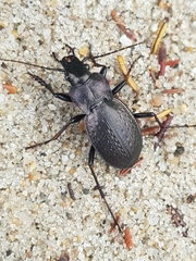 Carabus lusitanicus