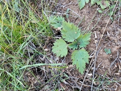 Ranunculus oxyspermus