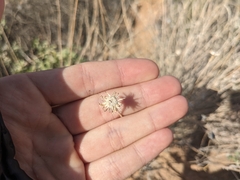 Bebbia juncea