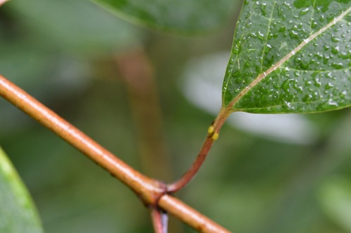 Galphimia speciosa, photograph 6
