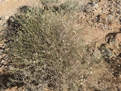 Bebbia juncea