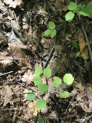 Thalictrum thalictroides