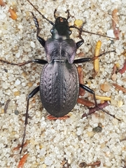 Carabus lusitanicus