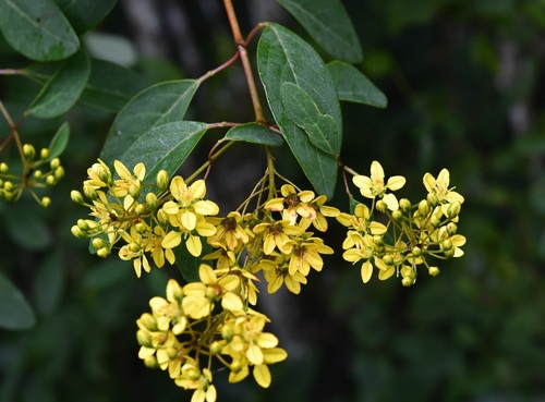Galphimia speciosa, photograph 5