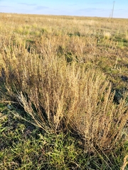 Artemisia pauciflora