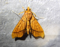 Anarmodia arcadiusalis