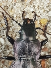 Carabus lusitanicus
