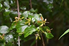 Tetrapterys schiedeana