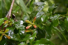 Tetrapterys schiedeana