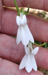 Lobelia paludosa