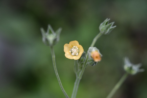 Thicket anoda (Anoda crenatiflora)
