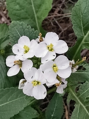 Diplotaxis erucoides