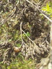 Rubiconia intermedia