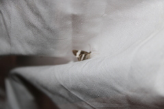 Trichodezia albovittata