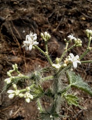 Cnidoscolus angustidens