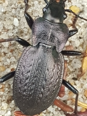 Carabus lusitanicus