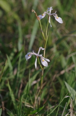 Moraea elliotii