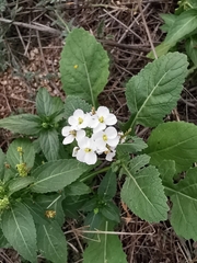 Diplotaxis erucoides