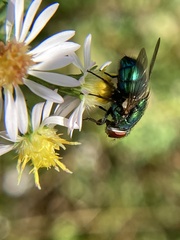 Lucilia coeruleiviridis