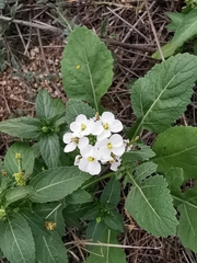 Diplotaxis erucoides