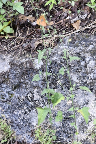 Thicket anoda (Anoda crenatiflora)