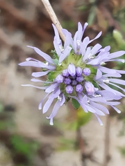 Jasione maritima