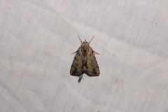 Catocala praeclara