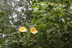 Dendrosida sharpiana