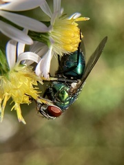 Lucilia coeruleiviridis