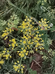 Foeniculum vulgare