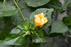 Dendrosida sharpiana