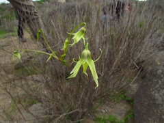 Gilliesia cuspidata
