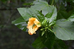 Dendrosida sharpiana