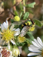 Lucilia coeruleiviridis