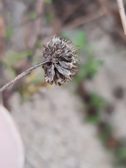 Jasione maritima
