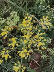 Foeniculum vulgare
