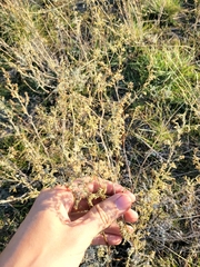 Artemisia lercheana