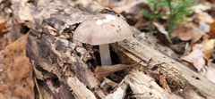 Pluteus hongoi