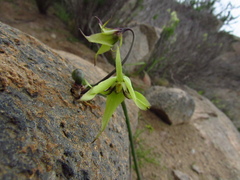 Gilliesia cuspidata