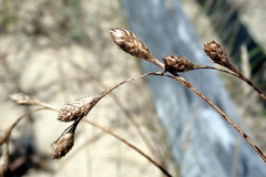Carex silicea