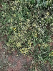 Foeniculum vulgare