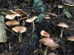 Collybiopsis peronata