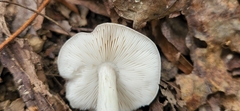 Pluteus hongoi