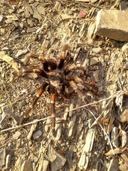 Brachypelma auratum
