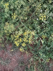 Foeniculum vulgare
