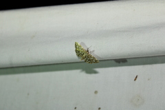 Lygropia rivulalis
