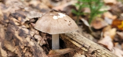 Pluteus hongoi