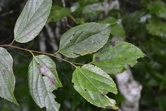 Colubrina arborescens