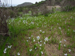 Tecophilaea violiflora