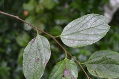 Colubrina arborescens